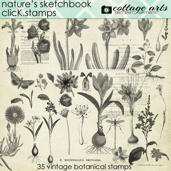 Nature's Sketchbook Click.stamps