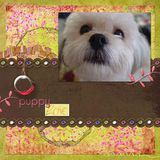 Asian Spring Paper Pak