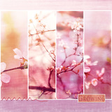 Asian Spring Collection