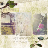 Arboretum Collection