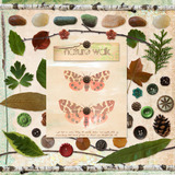 Arboretum Collection