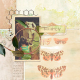 Arboretum Collection