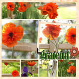 Gratitude 12x12 Pre-designed Book