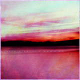 Wild Roses Collection