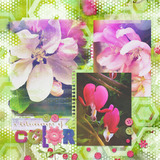 Wild Roses Collection