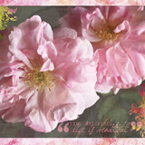 Wild Roses Collection