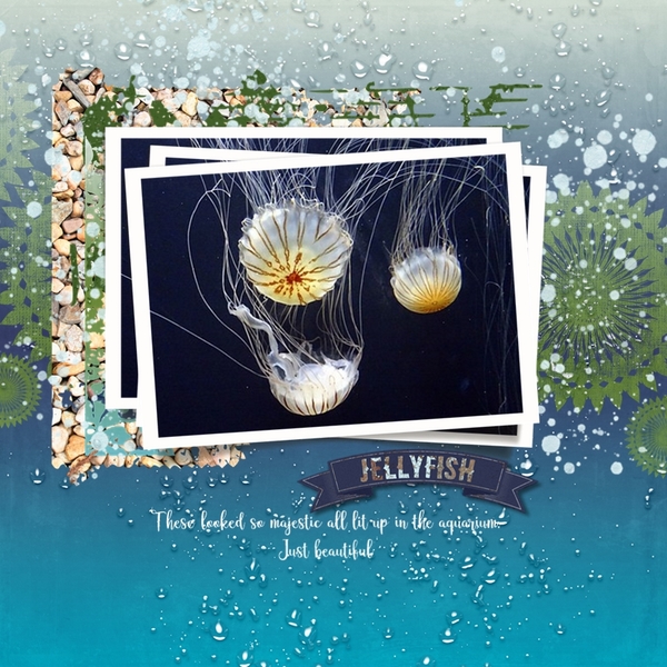 Short essay on aquarium image