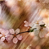 Painter's Canvas Collection 2