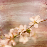 Painter's Canvas Collection 2