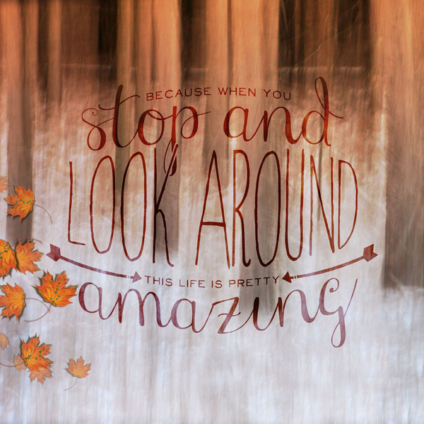 Lost in the forest essay picture