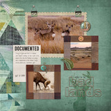 Nature Walk Collection + Bonus