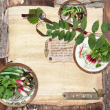 In My Garden Collection