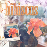 English Garden Mini Pak