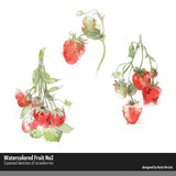 Watercolored Fruit 02