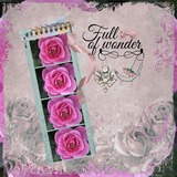 Life Story - Wonderfull Bundle