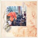 In Full Bloom Paper Pak