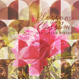 Shape Blends Collection 2