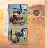 Summer Stories Collection