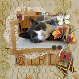 Torn & Tattered Collection