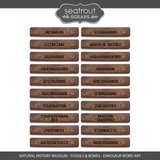 Natural History Museum - Fossils & Bones - Bundle