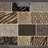 Natural History Museum - Fossils & Bones - Papers