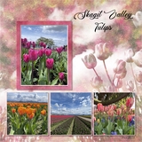 Color Blends Bundle 1