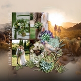 Desert Flora & Fauna Succulents