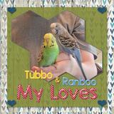 Everyday Alpha Bundle