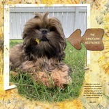 Thrifty Things - Hand Drawn Rusty Arrows