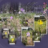 Artistic License On My Wavelength