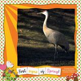 Everyday Photo Mattes & Masks Bundle