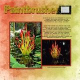 Thrifty Things - Mermaid Song Alpha