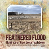 AlphaMania - Riveted Alpha Bundle