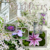 Atelier Art - Climbing Clematis Bundle