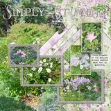 Atelier Art - Climbing Clematis Bundle