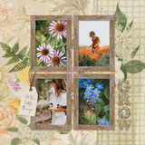 Rooted in Faith 5 Paper Pak