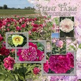 Atelier Art - Climbing Clematis Bundle