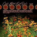 Summer Sun Digital Edges