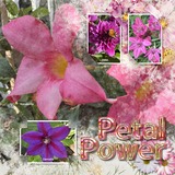 Atelier Art - Colorful Cosmos - Bundle