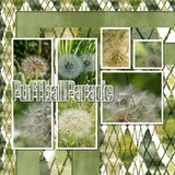 Seamless Starters - Shibori 1 Bundle