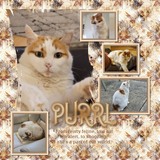 Seamless Starters - Shibori 1 Bundle