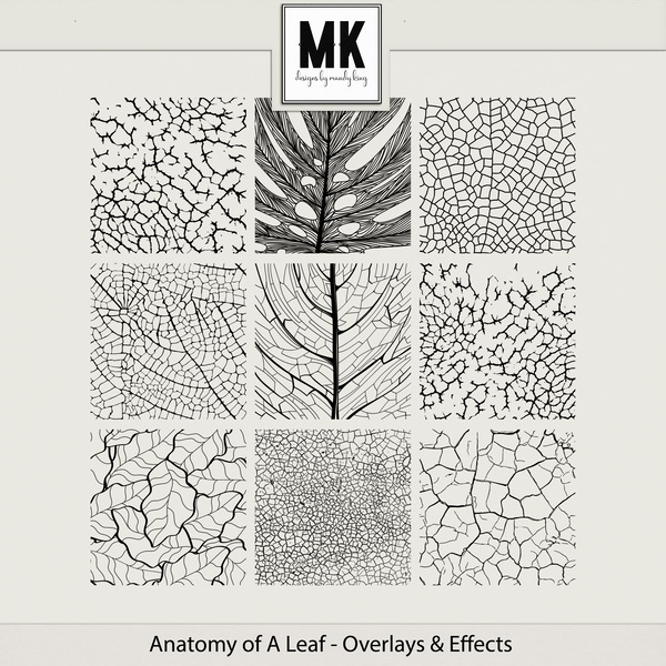 Anatomy Of A Leaf - Overlays & Effects Digital Art - Digital Scrapbooking Kits