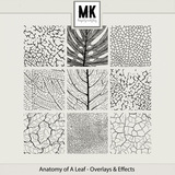 Anatomy Of A Leaf - Overlays & Effects