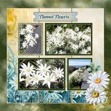 Hues of Summer Bundle