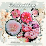 Mixed Mish Mash Set 1