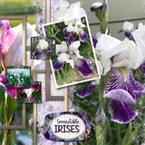 Atelier Art - Iconic Iris Bundle