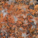 PatternMania Watercolor Autumn