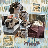 Memory Magnets - It's a Cat's Life