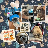 Memory Magnets - It's a Dog's Life