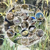 Artistic License Shape Mosaic